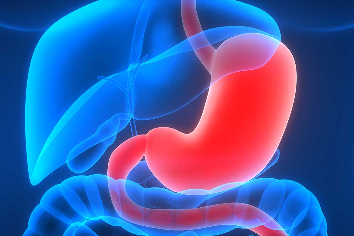 Human Internal Digestive Organ and Liver Anatomy 3D view